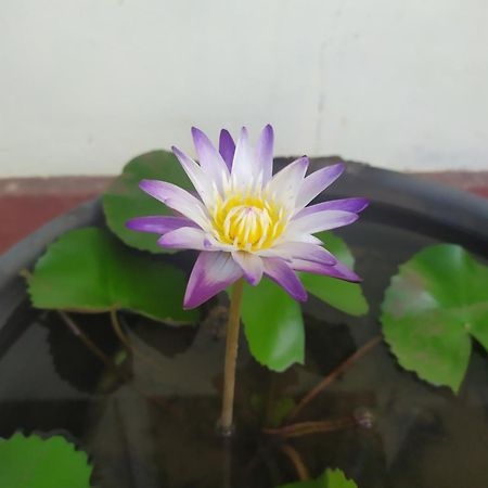 Leisure In 高尔 外观 照片