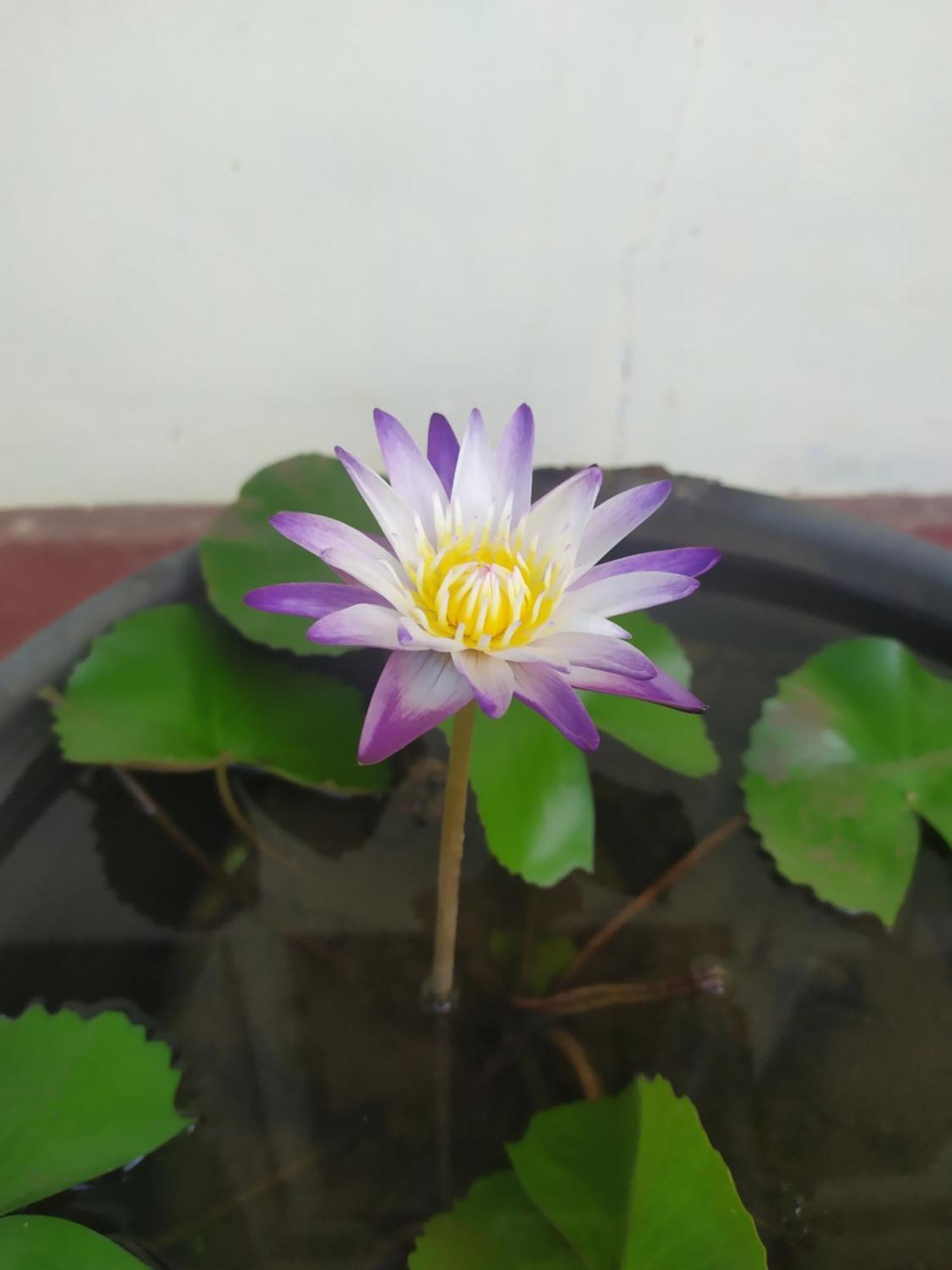 Leisure In 高尔 外观 照片